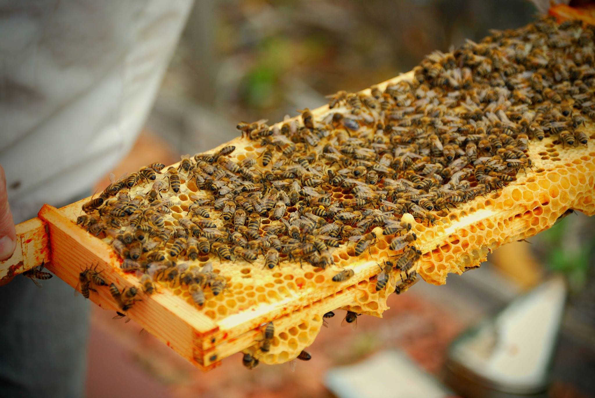 The Bee Keepers of Kumaon Himalayas - Nomadic Shoes