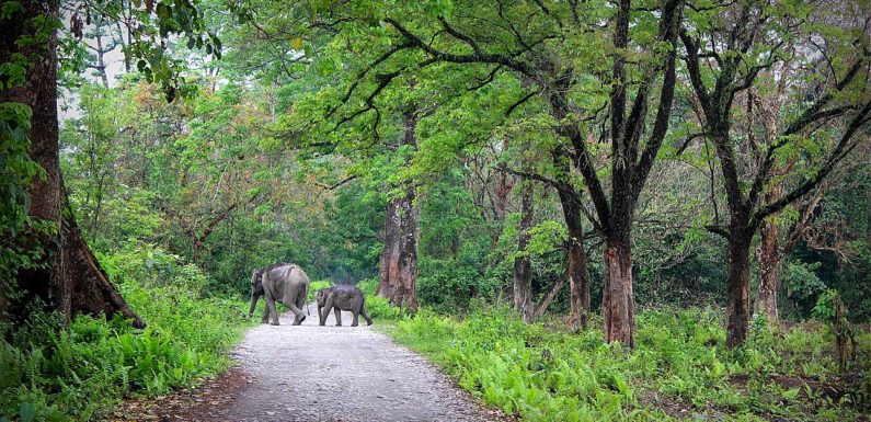 Manas National Park: Paradise Reclaimed