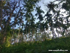 Tamul cultivation in Jampui hills