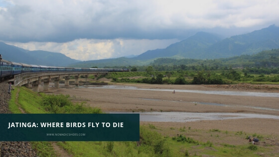Jatinga in Assam – where birds fly to die!